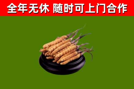 阿坝烟酒回收冬虫夏草.jpg